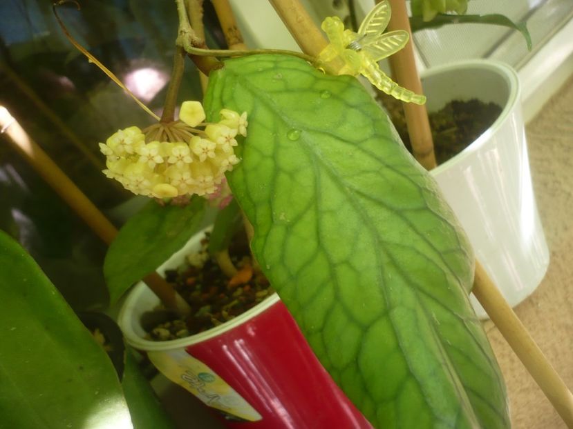 P1490758 - HOYA 2021-2