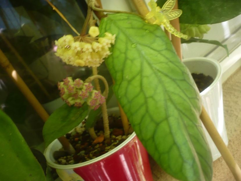 P1490759 - HOYA 2021-2