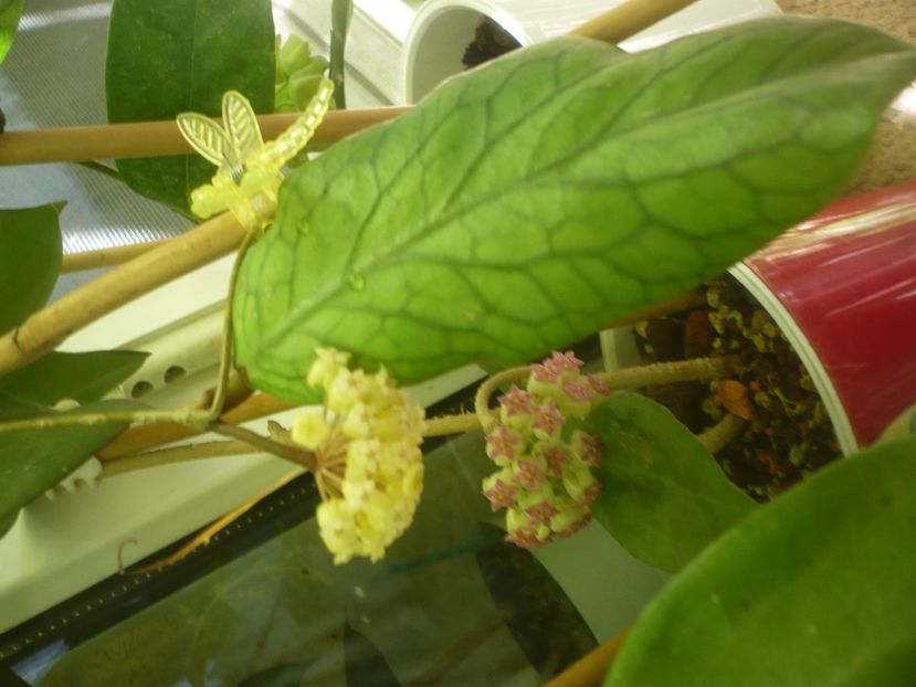 P1490760 - HOYA 2021-2