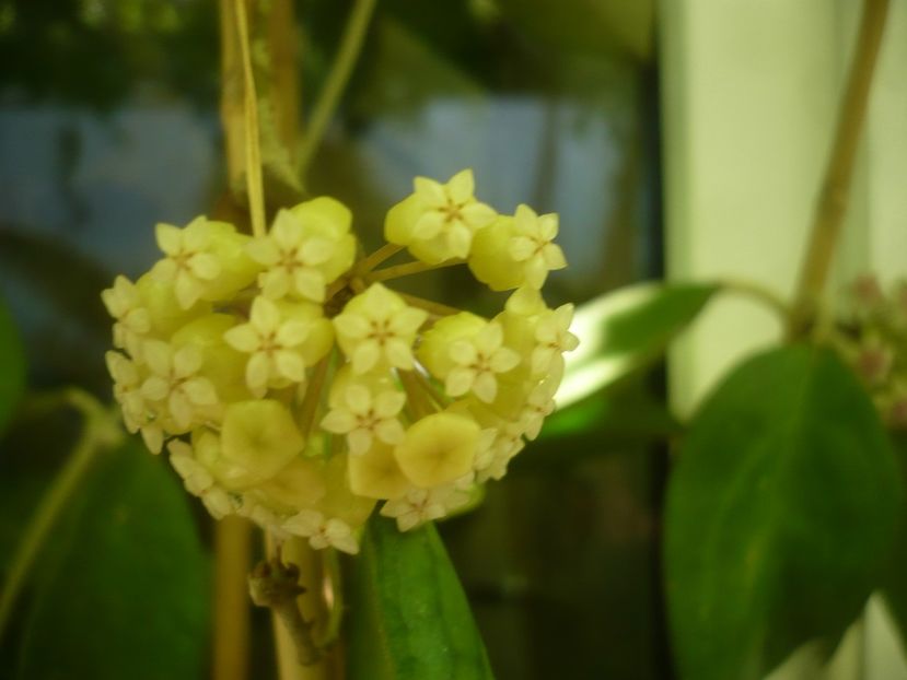 P1490761 - HOYA 2021-2