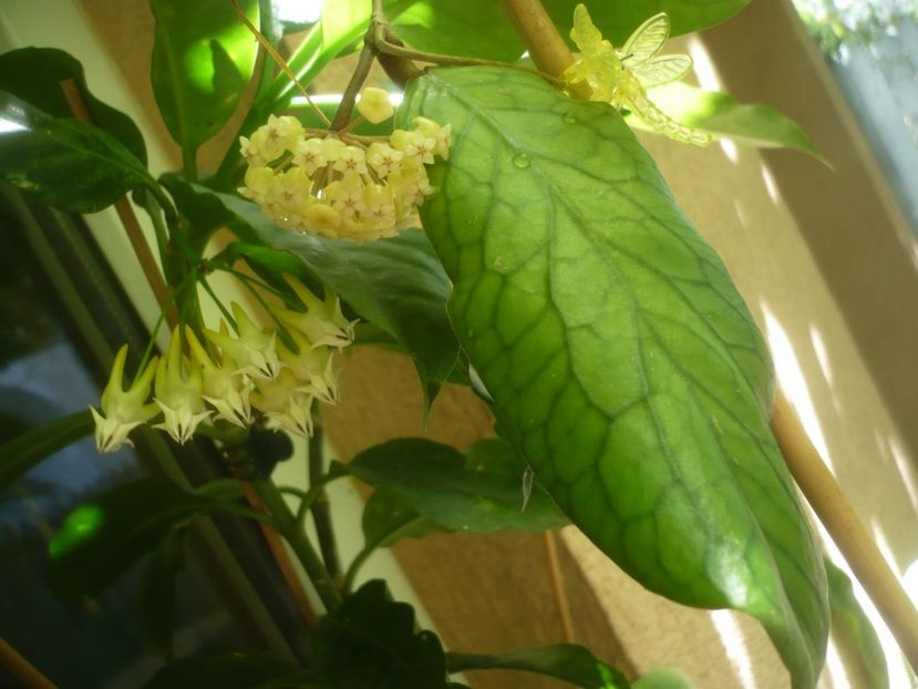 P1490763 - HOYA 2021-2