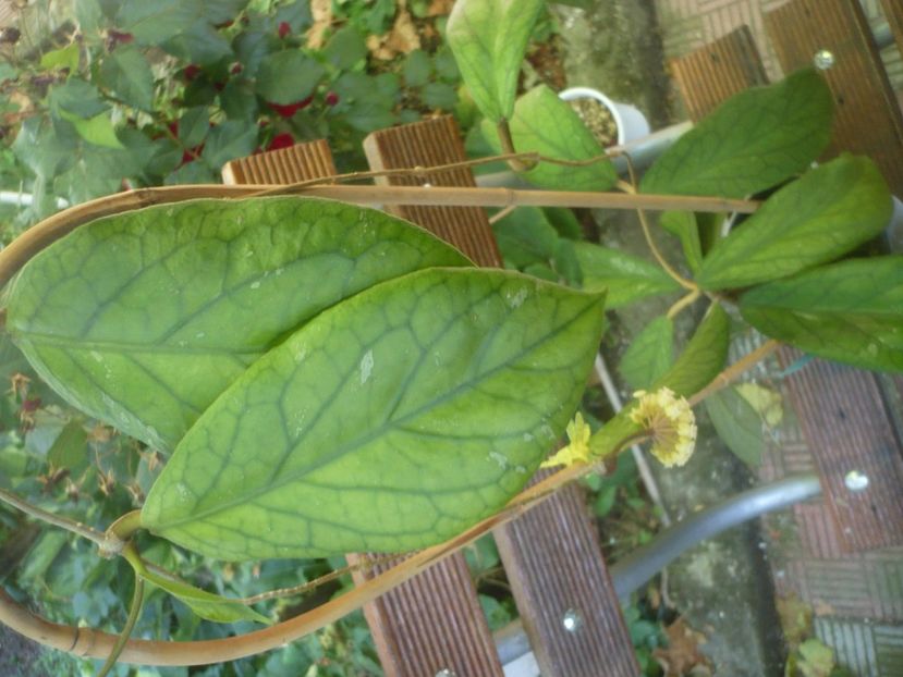 P1490764 - HOYA 2021-2