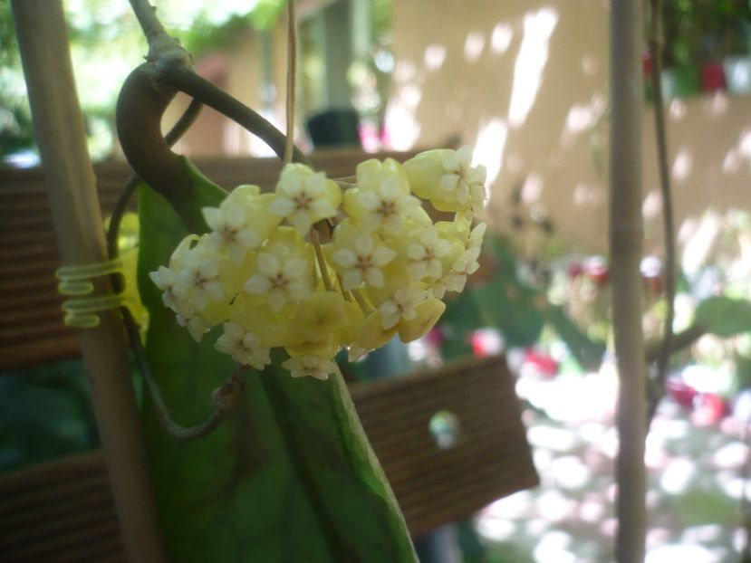 P1490765 - HOYA 2021-2