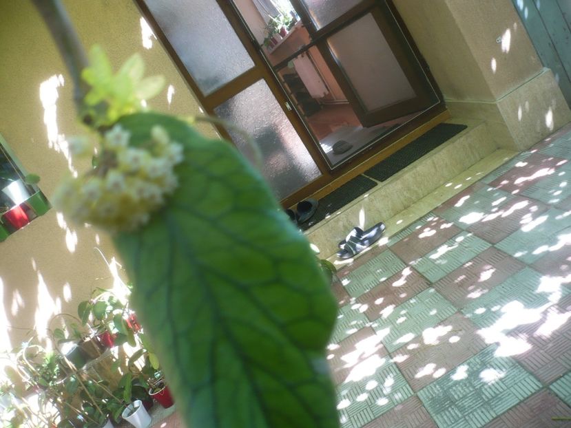 P1490794 - HOYA 2021-2
