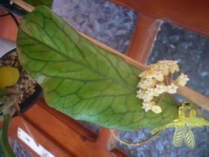 P1490795 - HOYA 2021-2