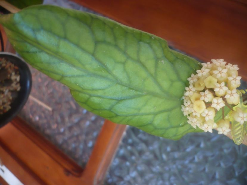 P1490796 - HOYA 2021-2