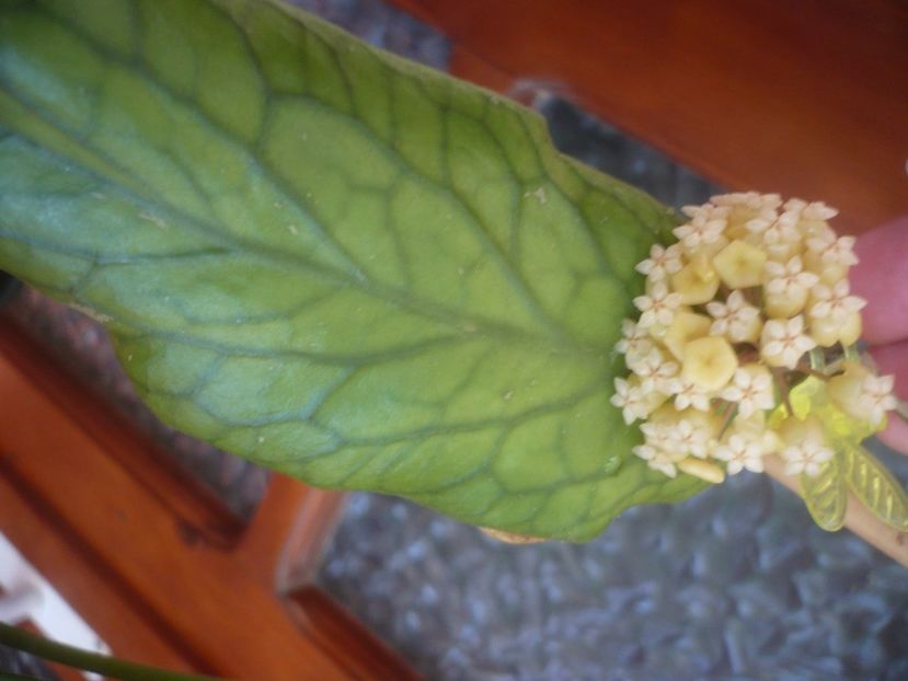 P1490797 - HOYA 2021-2