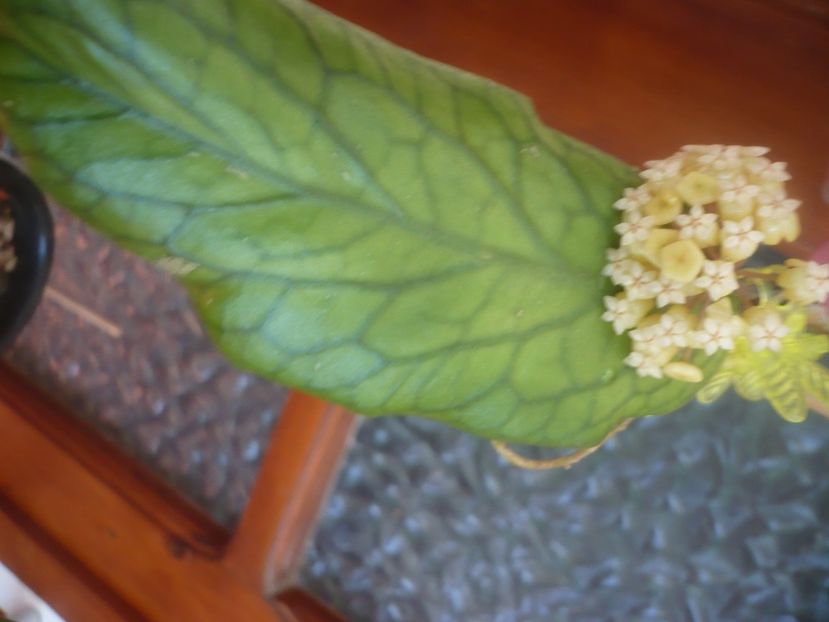 P1490798 - HOYA 2021-2