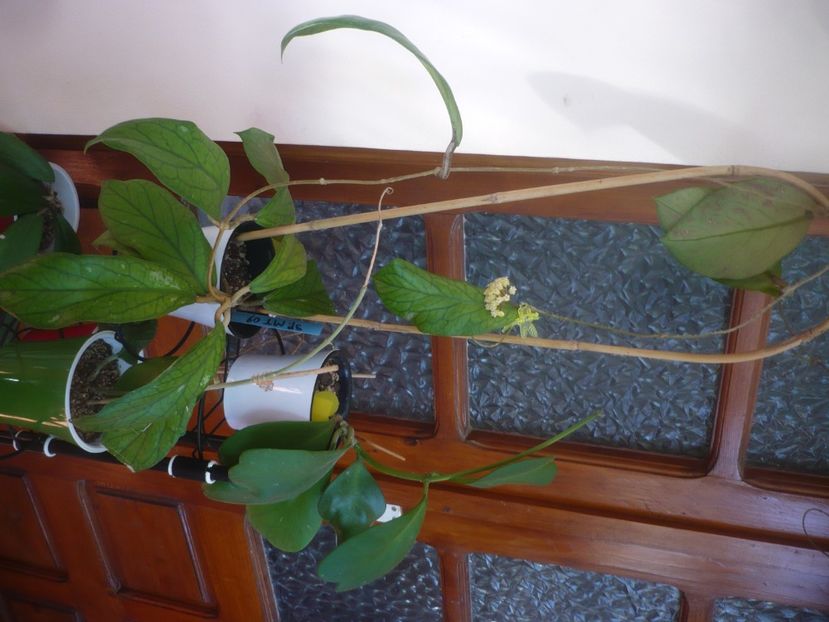 P1490800 - HOYA 2021-2