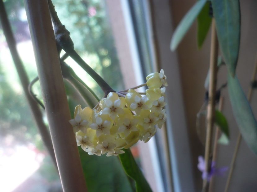 P1490804 - HOYA 2021-2