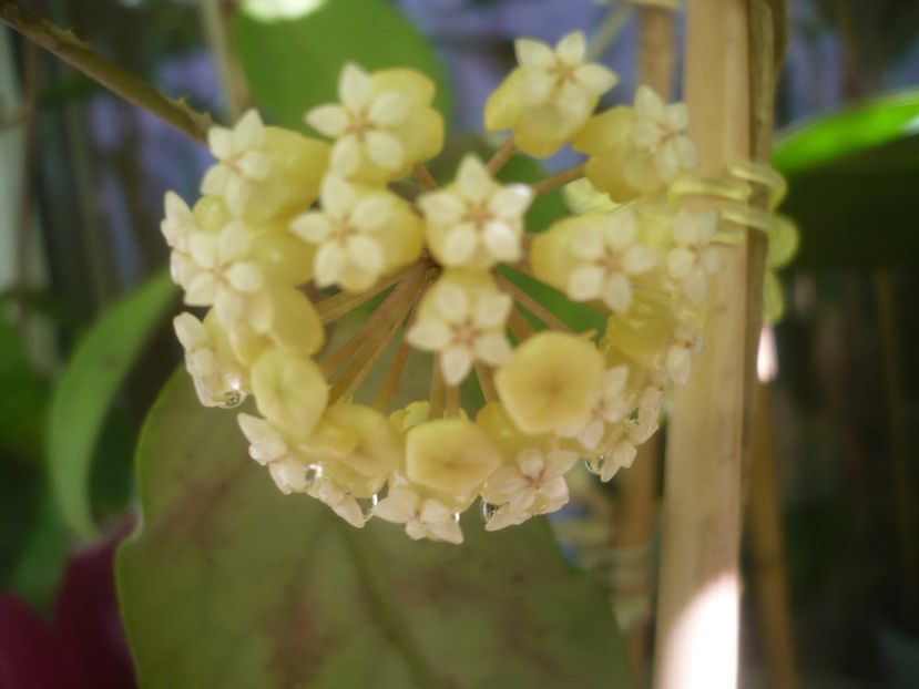 P1490745 - HOYA 2021-2