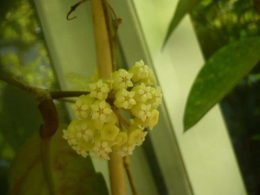 P1490746 - HOYA 2021-2