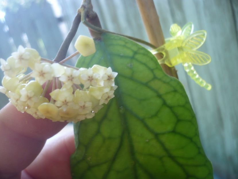 P1490747 - HOYA 2021-2