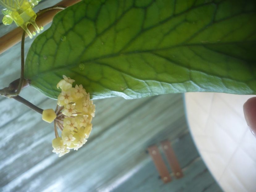 P1490748 - HOYA 2021-2