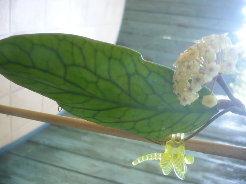 P1490749 - HOYA 2021-2