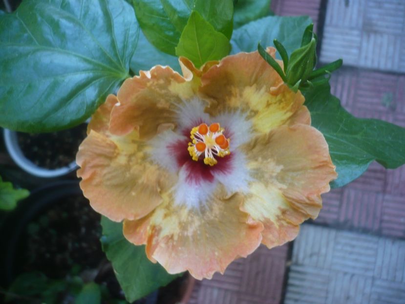 P1490769 - HIBISCUSI 2021-2