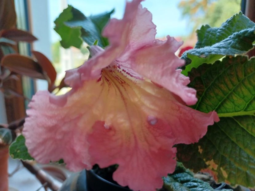  - Streptocarpusi 2021