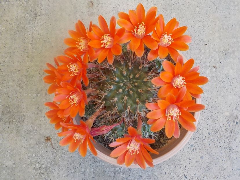  - rebutia sunris