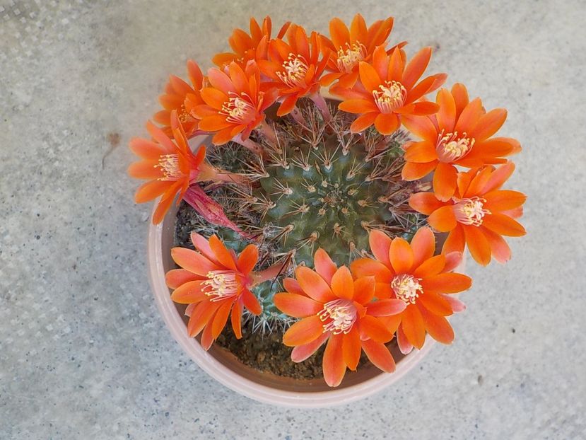  - rebutia sunris