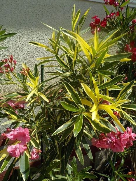  - variegat nr 24