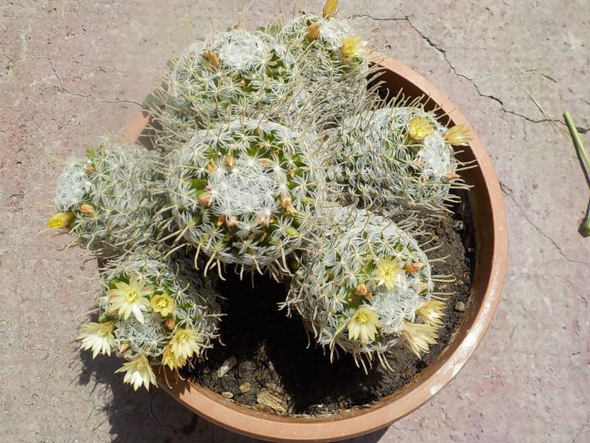  - mammillaria duwei