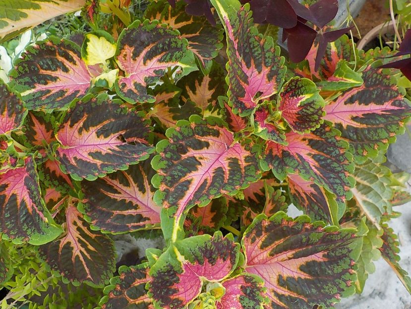  - coleus