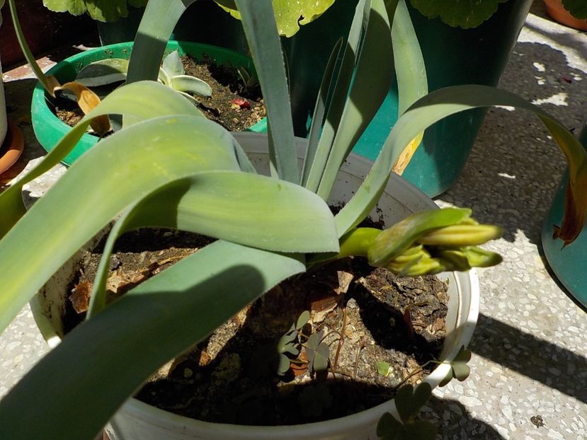 surpriza..... - ammocharis-coranica