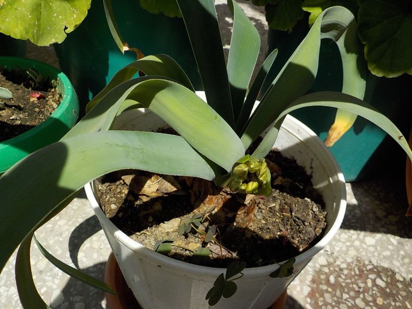 facem floricica....... - ammocharis-coranica