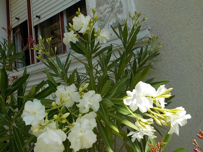  - mont blanc leandru nr 22