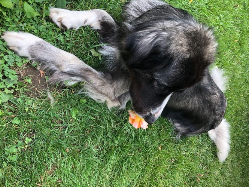 F65E833A-7CAE-4643-A04A-A641AD283076 - MARA DE CROITORU