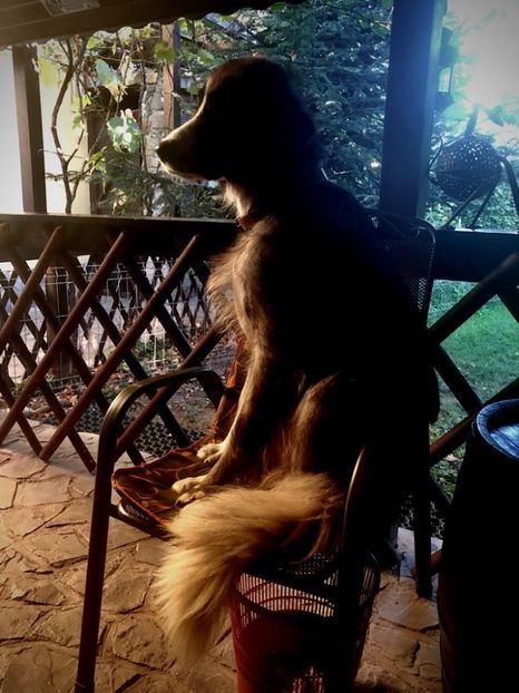 4EC5059F-AAB3-4941-9DE8-F268E810137F - MARA DE CROITORU