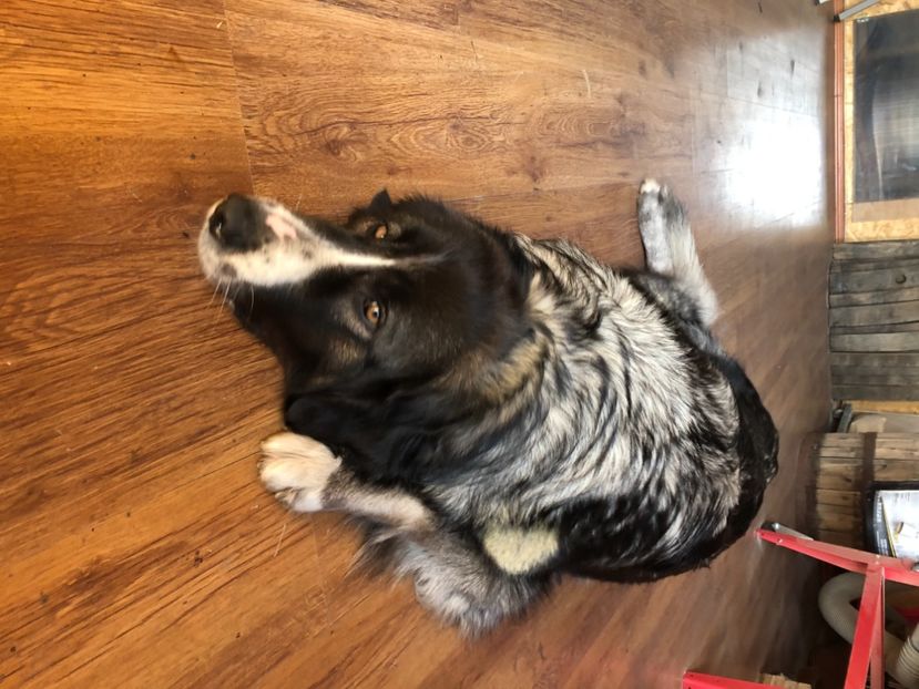 7B2DBA52-1706-4074-90D5-D84C4DDB77DC - MARA DE CROITORU