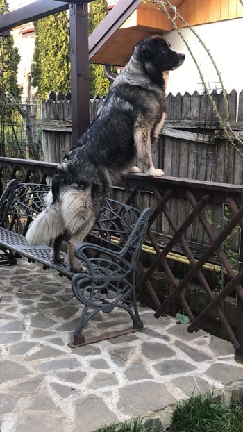 58D882E3-E6A6-498D-80EF-782DADD53BCC - MARA DE CROITORU