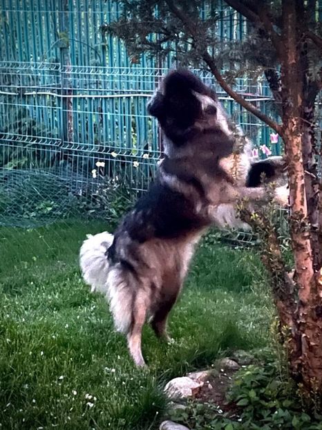 DDD3A324-52DF-4E20-9C06-634EAE9A2BD5 - MARA DE CROITORU