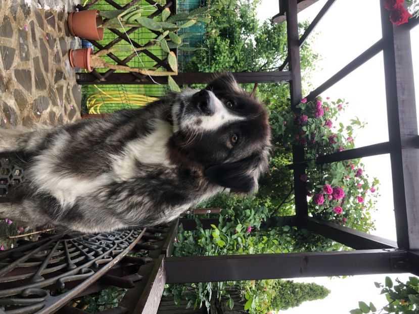 1F1338FB-99E0-4B14-A8B4-8889B768E82F - MARA DE CROITORU