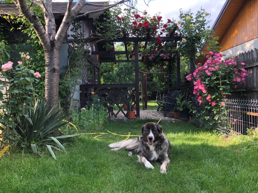 ABB78056-A843-45D1-9F3E-BE0391C3285A - MARA DE CROITORU