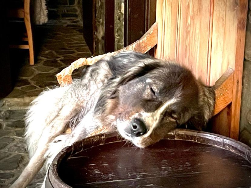 16E00425-3FDB-4E1B-B1E3-ED1FF3AD9157 - MARA DE CROITORU