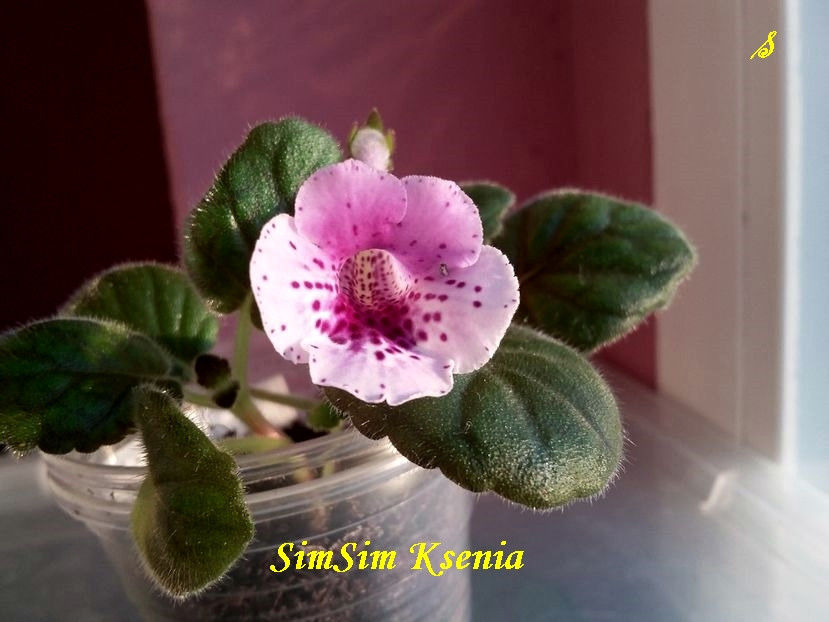 SimSim Ksenia(17-07-2021) - Sinningii 2021