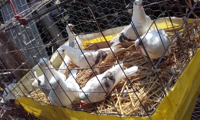  - Matca capaciti de Buzau