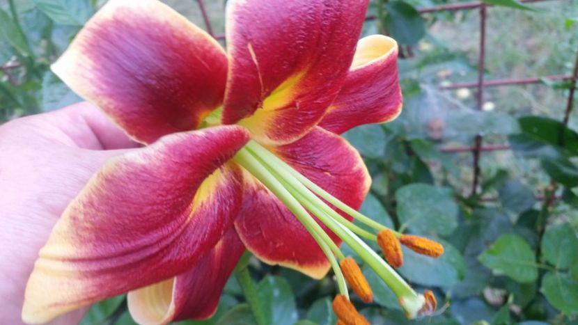 2021-07-14 20.16.59 - Crini