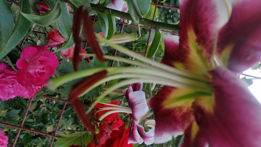 2021-07-14 20.17.36 - Crini