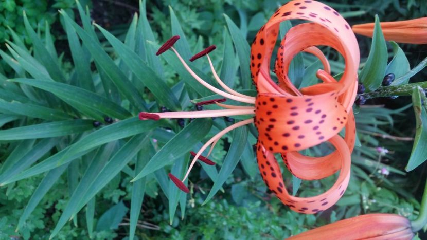 2021-07-14 20.18.46 - Crini