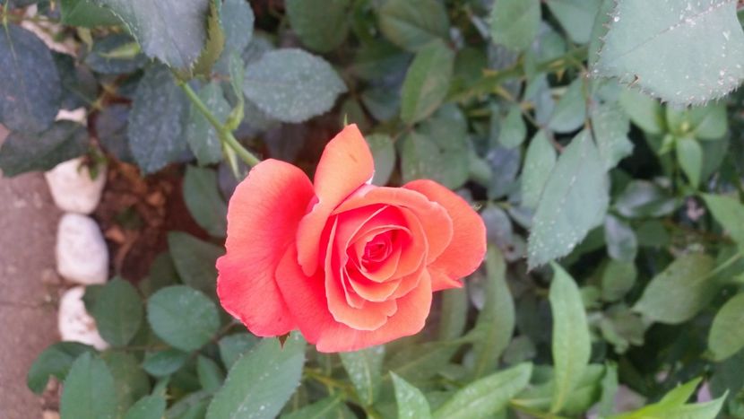 2021-07-14 20.20.53 - Flori si copii blanosi