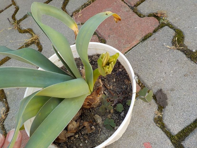  - ammocharis-coranica