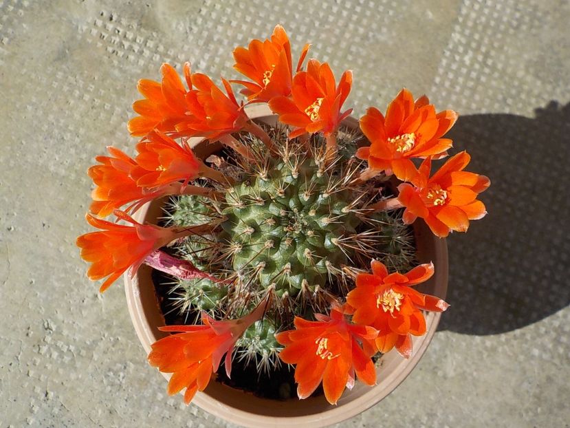  - rebutia sunris