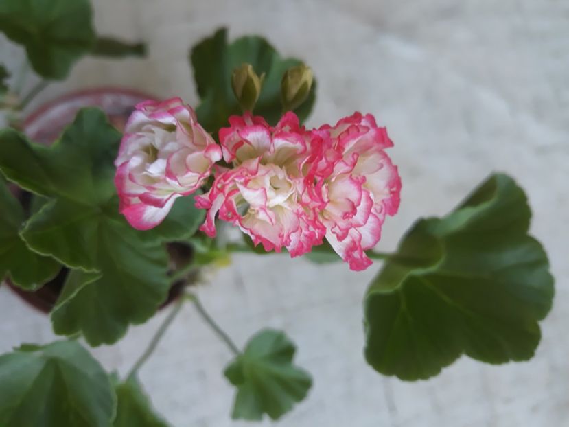  - Muscate 2017-2018- 2019-2020-2023-2024 - 2025