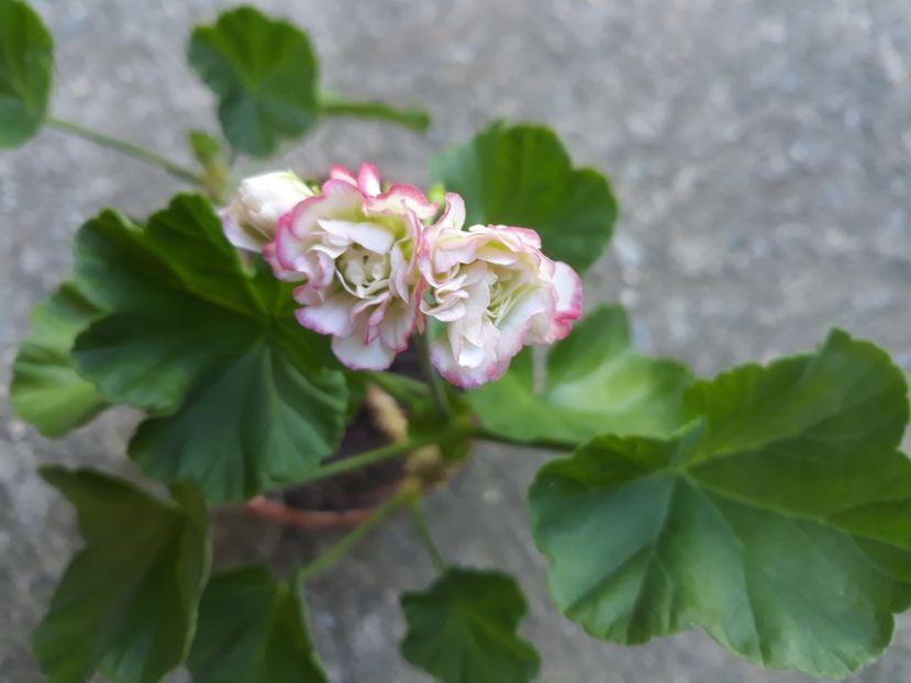  - Muscate 2017-2018- 2019-2020-2023-2024 - 2025