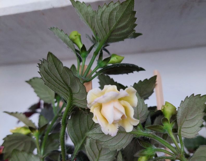  - BRID-S LUISA MARIA