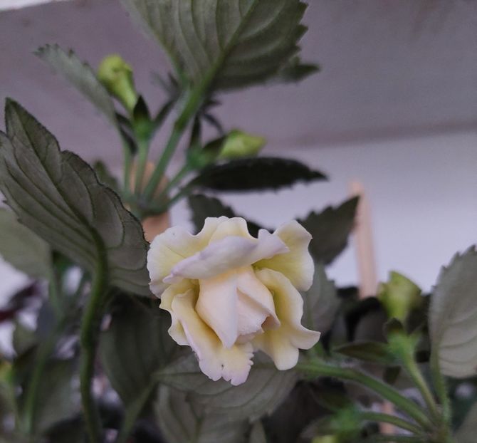  - BRID-S LUISA MARIA