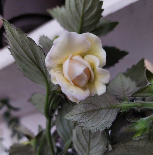  - BRID-S LUISA MARIA